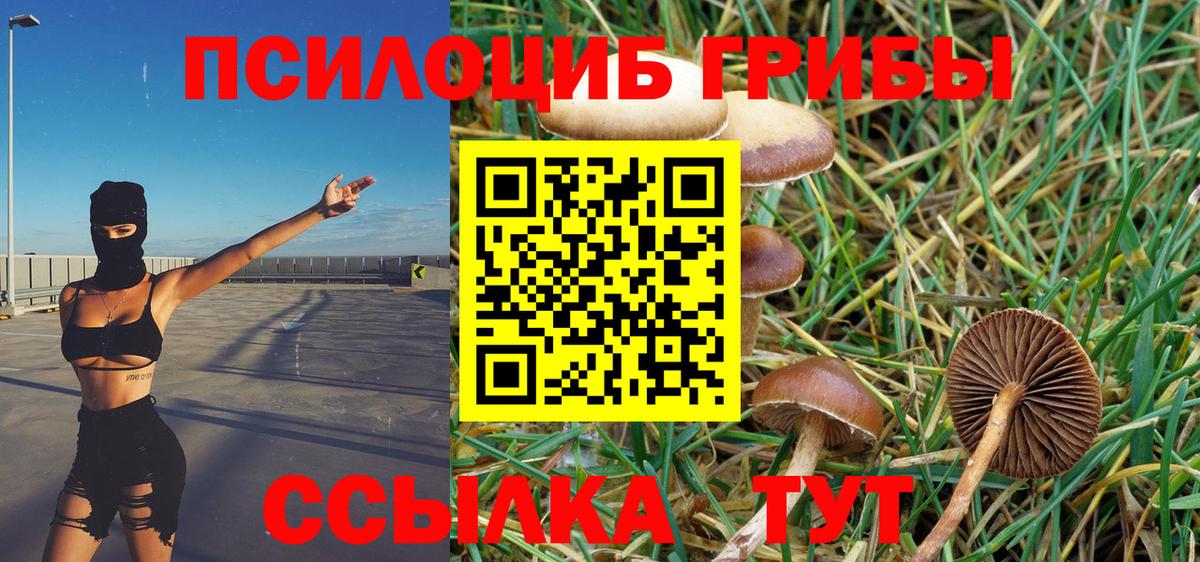 Псилоцибиновые грибы Psilocybe Димитровград